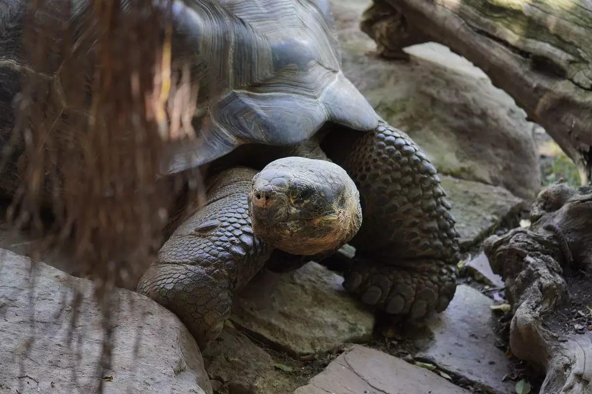 Hermes the Galapagos the Galapagos Turtle Arrives to Spain's Costa del Sol: 20-Year-Old Specimen Finds New Home at Fuengirola Bioparc